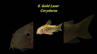 10 Most Popular Corydoras Species in the Hobby