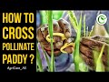 HOW TO CROSS POLLINATE PADDY ?  BY AGRICARE AS