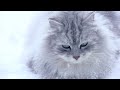 Siberiano - Siberian cats on the snow