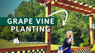 How to Plant and Train a New Grape Vine on an Arbor | Muscadine Grapes from FastGrowingTrees.com
