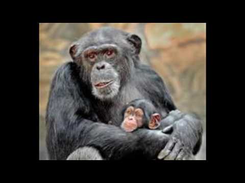 Love Unlimited Orchestra - Love's Theme