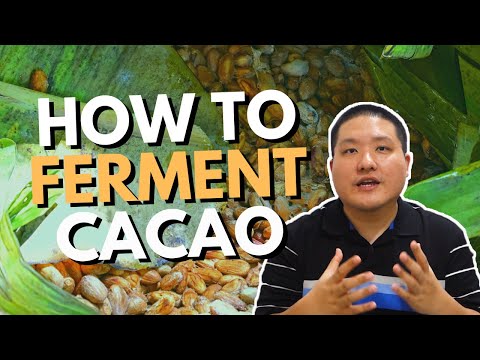 How to Ferment Cacao Beans