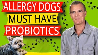 How To Stop Dog Allergies and Diarrhea (With The Best Probiotics For Dogs)