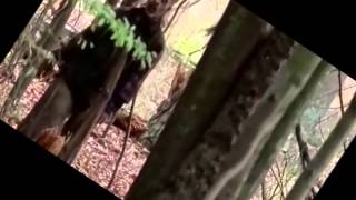 Carl and Enid- Fireflies