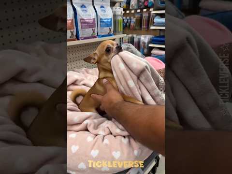 Dad Said NO to the Pink Blanket… Chihuahua Had Other Plans! 😂🐶💗 #Shorts