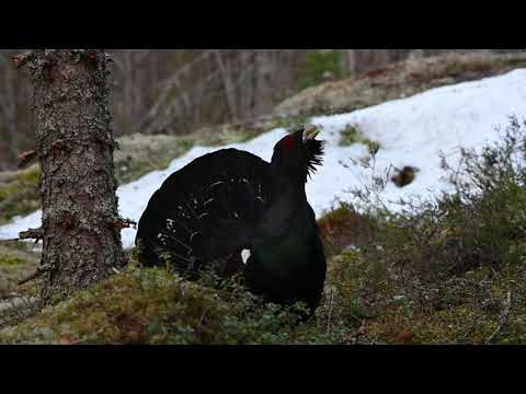 Tjäderspel Capercaillie lek Grand tétras lek Coq de bruyère