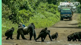 Download lagu Silverback Gorilla Stops Traffic to Cross Road | Gorilla Family and Me | BBC Earth mp3