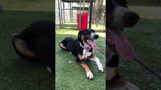Video preview image #1 Pointer-Unknown Mix Puppy For Sale in Pasadena, CA, USA