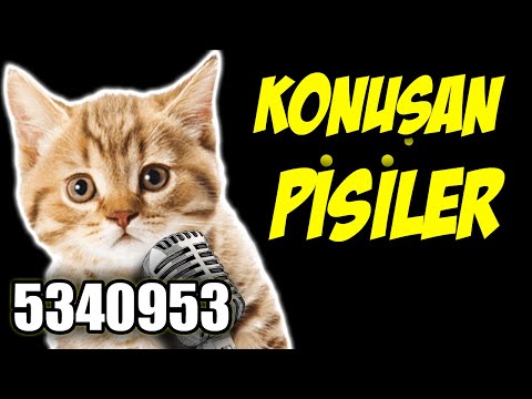KONUŞAN PİSİLER 5340953 - En Komik Kedi Videoları