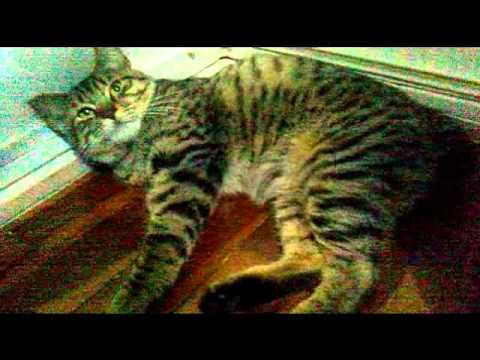 Elvis-Vida de Gato.wmv
