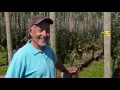 Future Orchard Systems