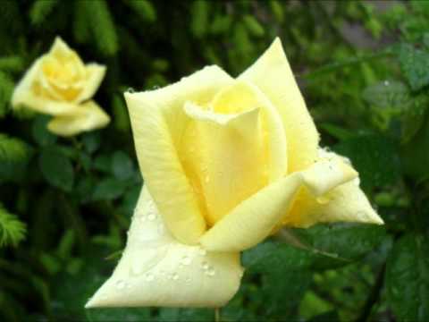 Merima Njegomir - Stara staza