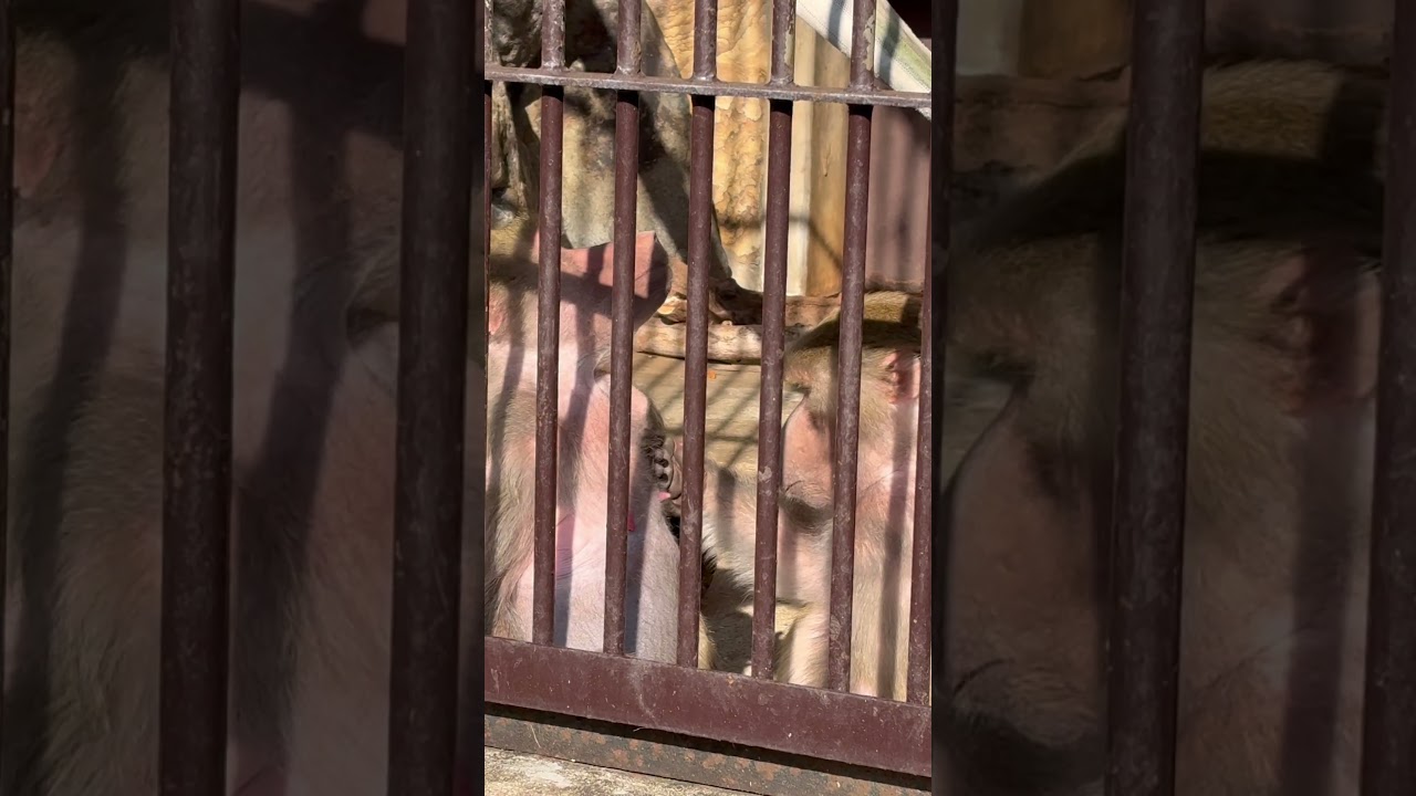 きまずいwww #マントヒヒ