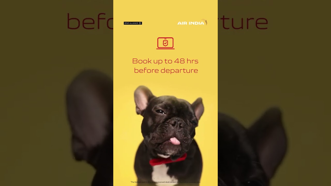 Flying with your furry friend just got easier with Paws on Board !