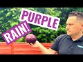 PURPLE RAIN - A Red Cabbage Juice Recipe For Stomach Ulcers/Gut Health!