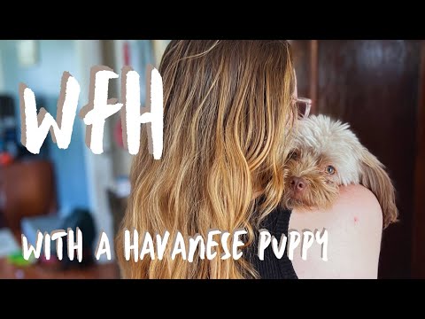 A day in the life with a 1-year-old Havanese puppy | WFH
