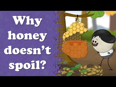 Why honey doesn't spoil? | #aumsum #kids #science #education #children