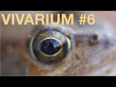 Tadpole turns into toad with predatory ants!