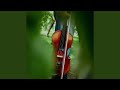 The Apple Tree