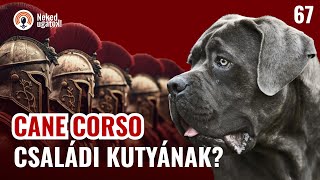 CANE CORSO fajtabemutató | #67