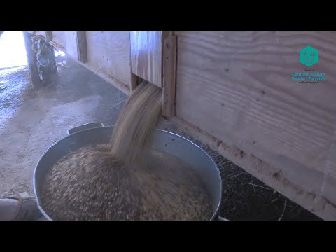 Tradycyjna produkcja kaszy gryczanej - reportaż