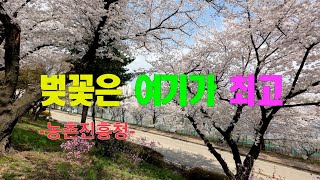 벚꽃은 여기가 최고-수원 농촌진흥청-