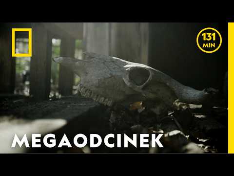 Od Trójkąta Bermudzkiego po przeklęte bagno – te śledztwa przerażają | National Geographic lektor PL