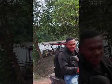 Búfalo atravessa rio Maracaçumé no Porto do rau Candido Mendes Maranhão 