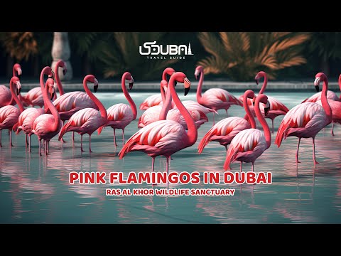 Dubai 4K City Tour: Flamingo Ras Al Khor Wildlife Sanctuary in Dubai 4K Video!