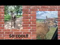 We Feed Zebras Thecookiecrew