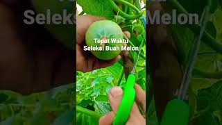 Download lagu Selection of Melon Fruits to Grow, Plant Melons mp3 Download lagu Selection of Melon Fruits to Grow, Plant Melons mp3