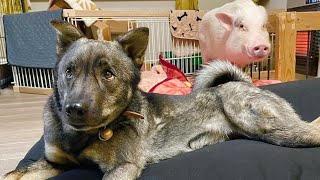 豚と犬は仲良くなれない？３年一緒に暮らして見つけた『ひとつの答え』
