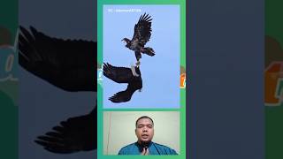 Download lagu TARIAN BURUNG ELANG DI UDARA ‼️ #animal #animals #eagle #eagles #reaction #sky mp3