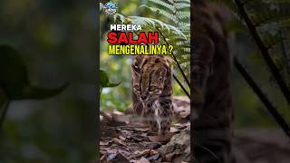Download lagu It Took 9 Years for This Cat to Be Identified?! #cat #unique #unique-facts #shorts mp3