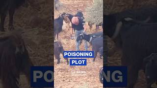 ‘Israeli’ settlers poison their own sheep to target Al Mughayyir residents