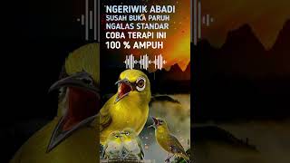 Download lagu Terapi Pancingan Pleci Agar Cepat Gacor Buka Paruh Dan Nembak mp3 Download lagu Terapi Pancingan Pleci Agar Cepat Gacor Buka Paruh Dan Nembak mp3