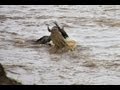 CROCS ATTACK Wildebeest At Mara River NEEDS BETTER TECHNIQUE