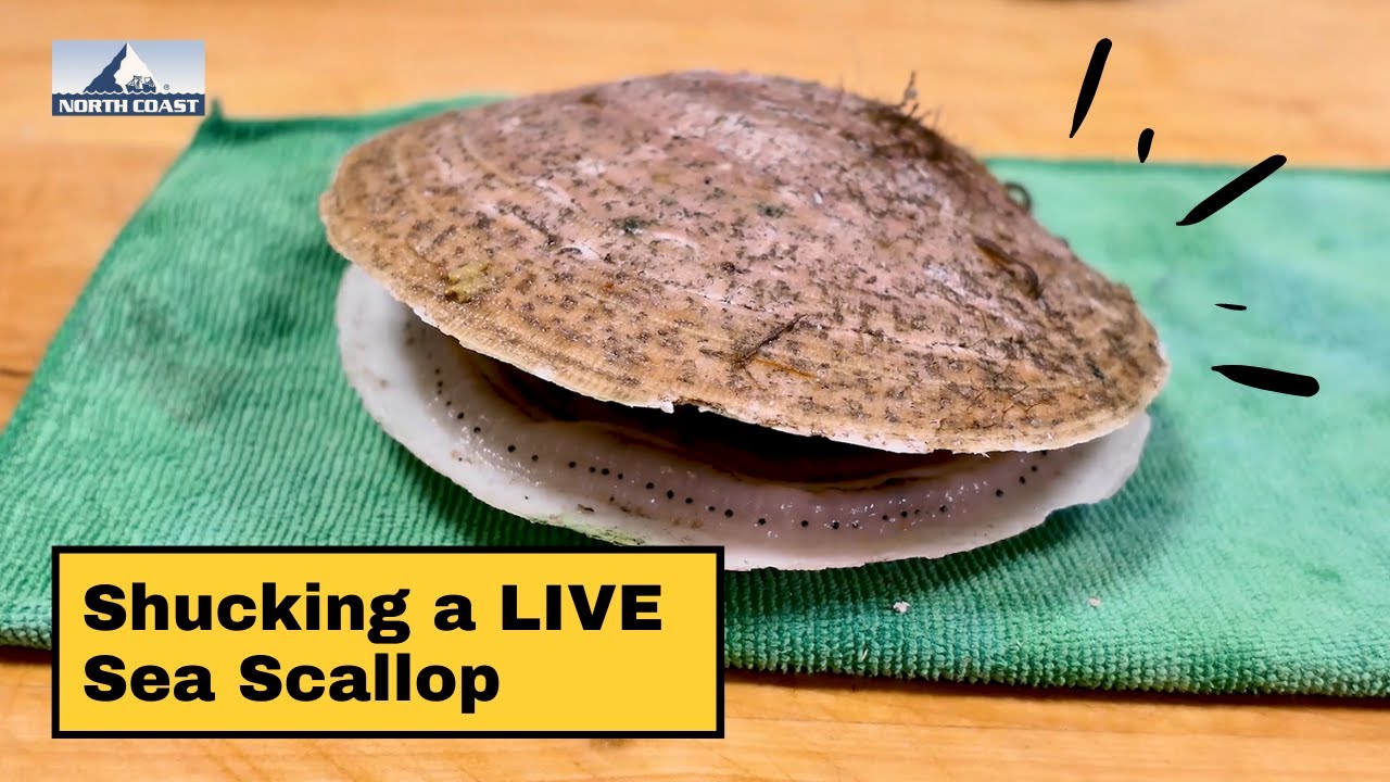 How big are scallop shells? Tipseri