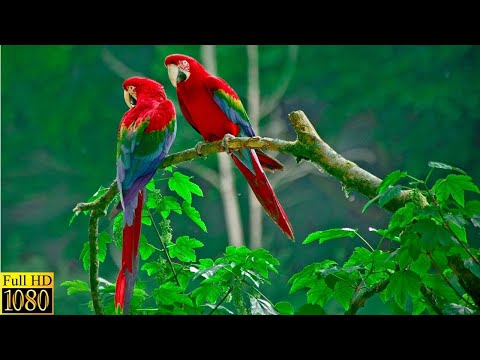 Musica relajante con Sonidos de Pajaros|| Musica para dormir || Soothing Relaxation and Meditation