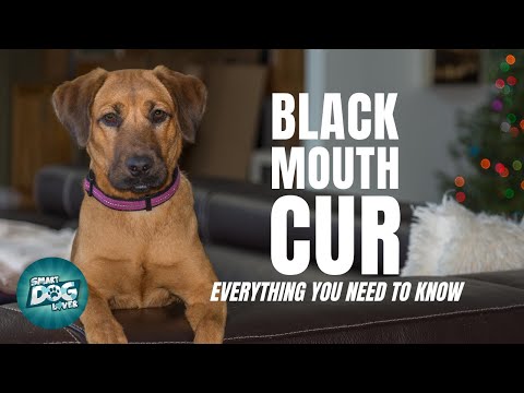 Black Mouth Cur - Guide for Cur Dog Owners