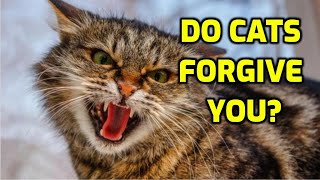 How Long Do Cats Stay Angry?