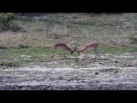 Djuma: Impala rams sparring - 13:46 - 09/10/20