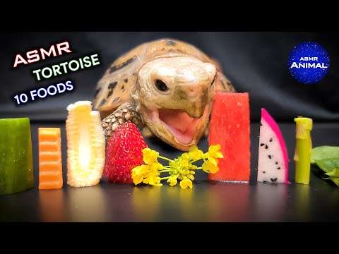 ASMR Mukbang Eating 10 Foods ✨ Turtle Tortoise 142
