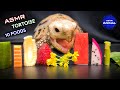 ASMR Mukbang Eating 10 Foods Turtle Tortoise 142