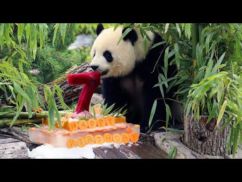 Pandadame Meng Meng feiert Geburtstag im Berliner Zoo