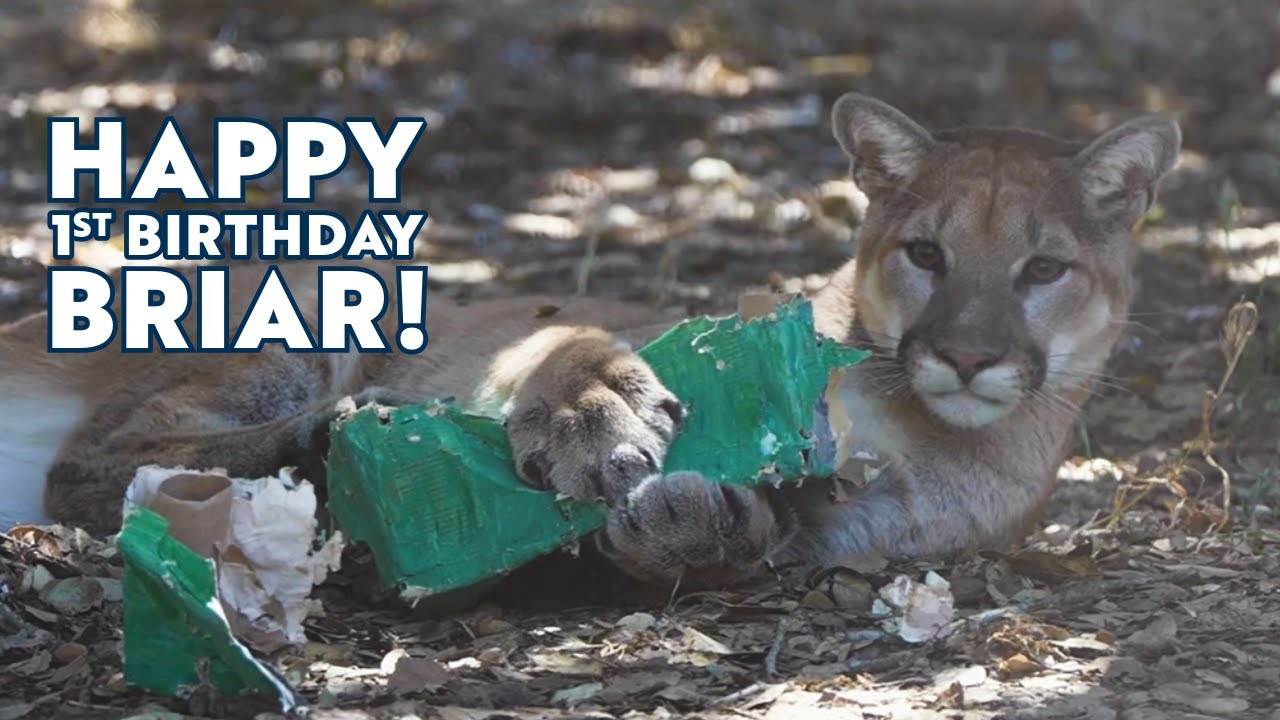 Happy 1st Birthday Briar!