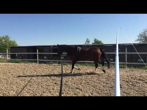 Longe Lösungsphase Übergänge