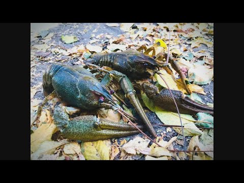 So fängst du richtig fette Krebse mit Pose & Chinakrebsfalle – so geht's!
