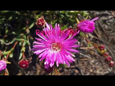 #nature  Plantas 🌿 y Flores 💐 Pinamar, Canelones, Uruguay 🇺🇾