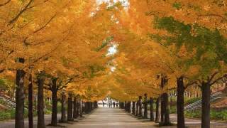 Forget Me Not／中島美嘉（ピアノソロ中級）